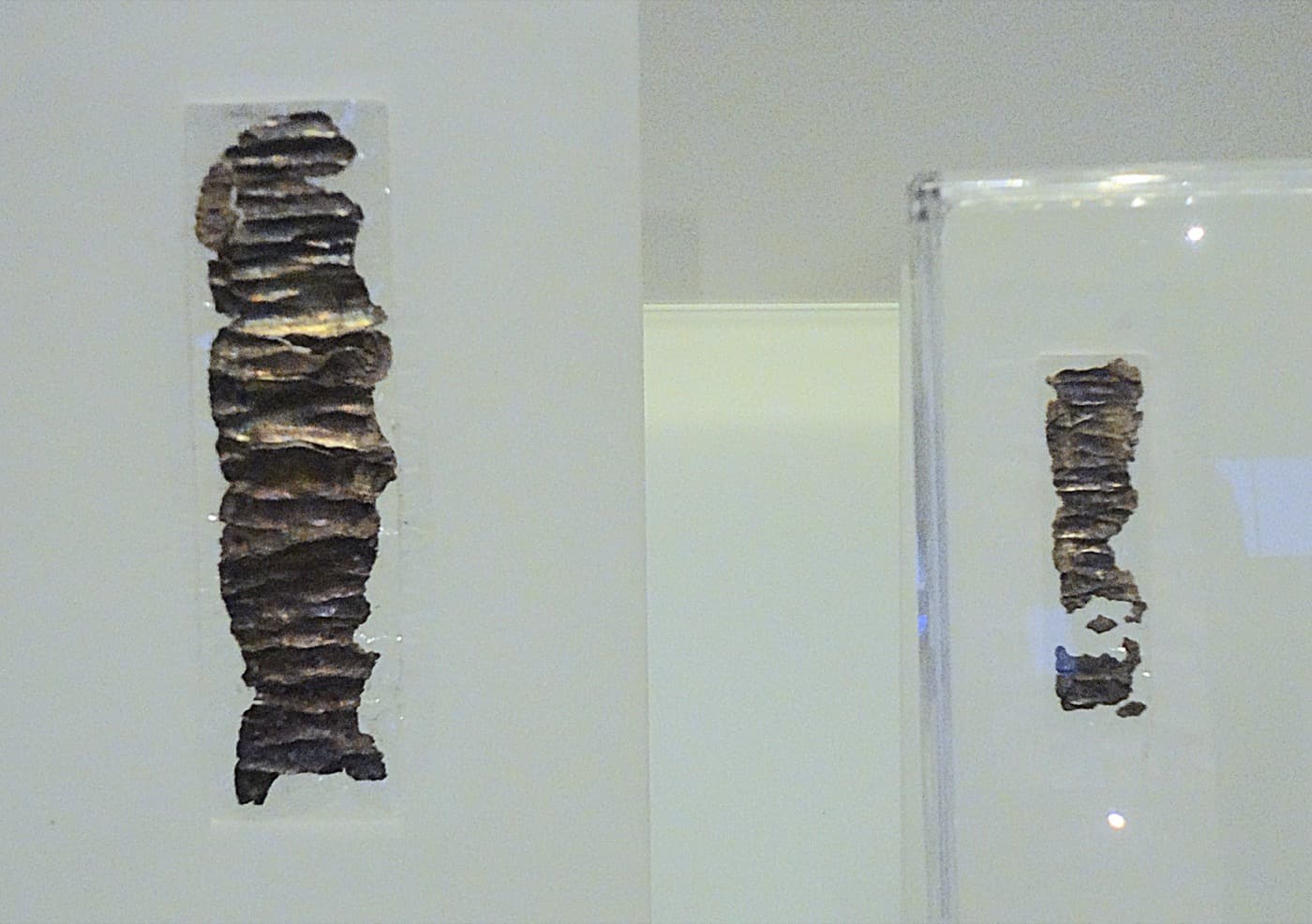 Two tiny, tightly rolled strips of blackened silver displayed in a museum case